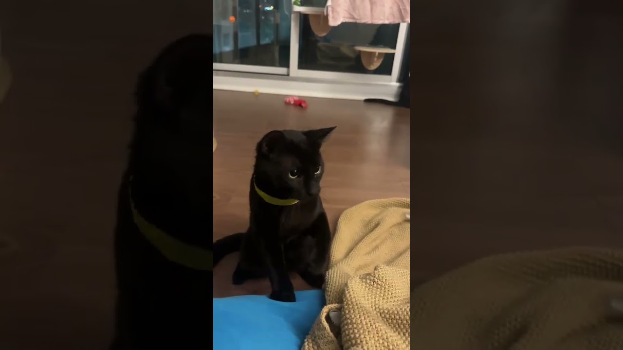 Enlarge Panther, a Adoptable mixed breed in Scarborough, ON video 2/4