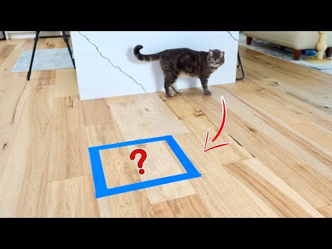 Will My Cat Sit Inside The Taped Square?