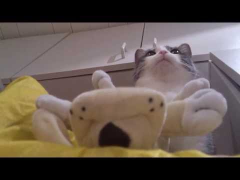 HD - FUNNY CATS LINA & LUANA