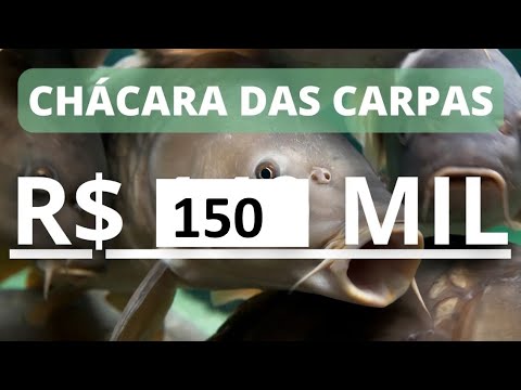 Vídeo