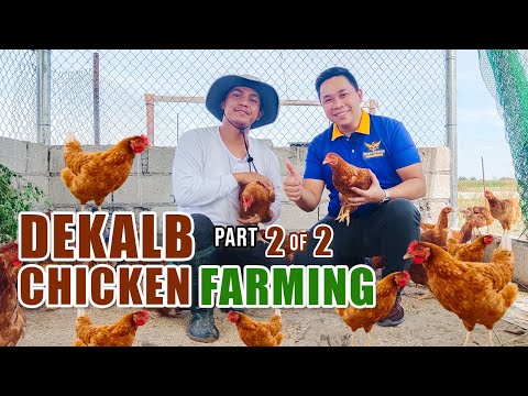 AMAZING CHICKEN FARMING | PWEDENG KUMITA NG 15-18K SA ISANG BUWAN SA PAG-AALAGA NG DEKALB CHICKEN