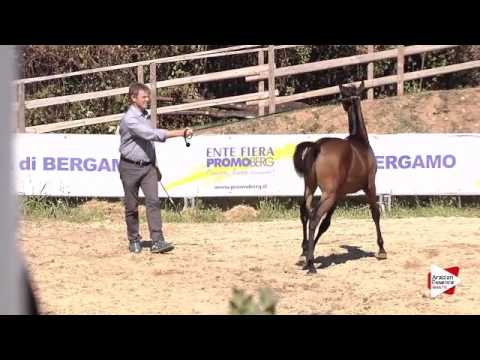 N.99 AMADEUS EL TINI - Bergamo 2015 - Futurity Males (Class 13)