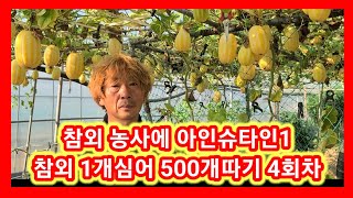 참외 농사의 아인슈타인 참외 1개심어 500개따기 4회차~세상에 이런일이,전원일기,주말농장,텃밭,농사,농부,…