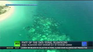 How Coral Reef Bleaching Costs Us 1 Trillion
