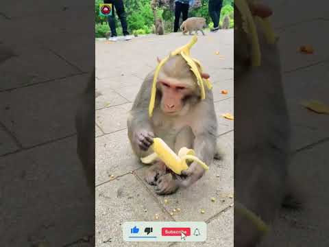 Funny Monkey Wear Fruit  hat 😅 _ Monkey eating banana  🍌 🐒 #dzistic #Bangla_Kids_Tv