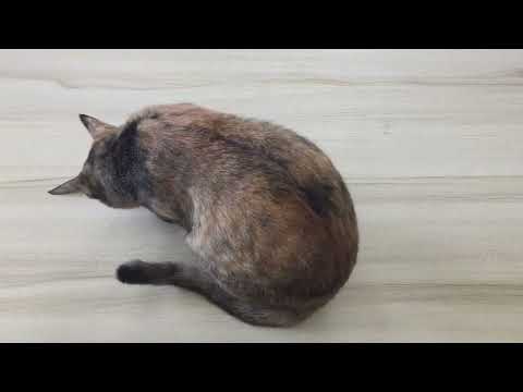 Ulla Britta decides to sit on the unboxing table before a recording session lol