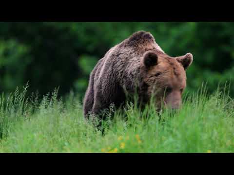 Parcul Național Domogled - Valea Cernei / SMIS 149842