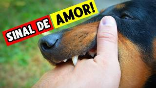 MÃE? PAI? ou O CARA QUE DÁ COMIDA? Quem é VOCÊ para o SEU CACHORRO!