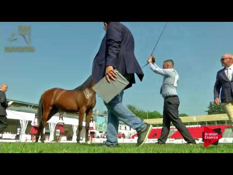 N.43 EL EMERALDO - 2017 Pride Of Poland - Yearling Colts (Class 4)