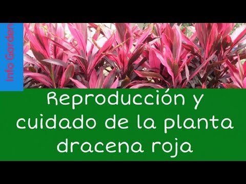 , title : 'Como cuidar y reproducir la planta palma de Carey o drácena roja (Cordyline rubra )'