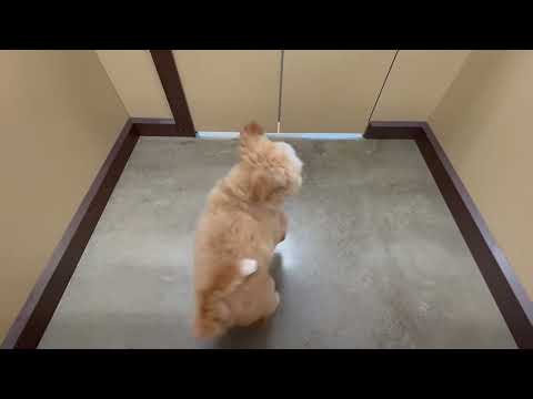 Cavapoo - 295 video preview