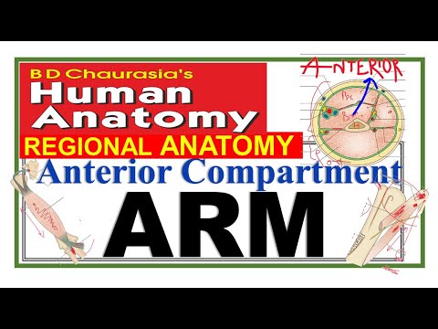 Chp8 | Anterior Compartment of ARM | Upper Limb | BD Chaurasia Regional Anatomy | Dr Asif Lectures
