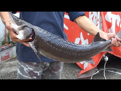 How To Cutting Whole Dragon Sturgeon