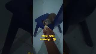 Download lagu malu tapi mau mp3 Download lagu malu tapi mau mp3