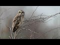 SEREM SUARA BURUNG HANTU MALAM HARI