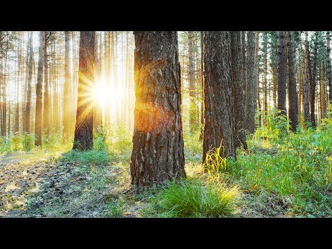 Concentration Music, Study Music, Relaxing Music for Studying, Soothing Music, Alpha Waves, ☯3223