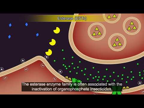 Resistance101 - Resistance mechanisms, Metabolic resistance