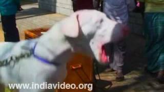 India's Rajapalayam dog  