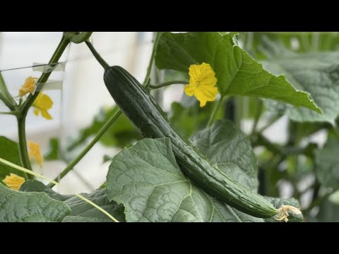 quels-légumes-racines-jardin-potager-automne-radis-développement-rapide
