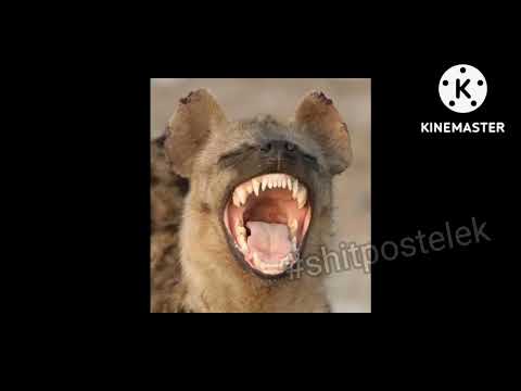 yaboku legjobb pillanatai #1 (híres leszel @ElysiaCintia)