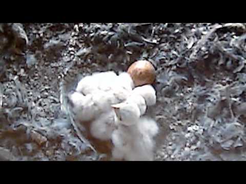 Kestrel Mum and 4 Chicks