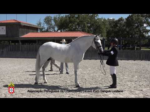 200619 4 Hercules - Aprovação de Garanhões
