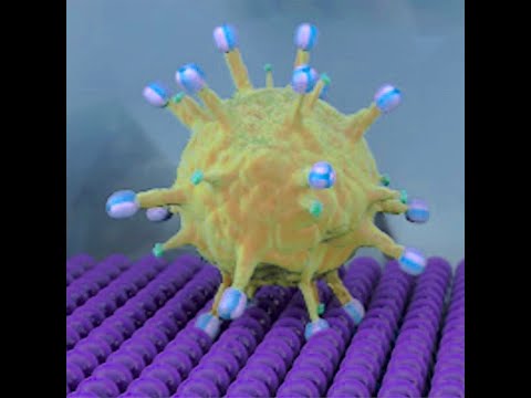 BPPB Virtual Seminar, Susan Daniel, “Coronavirus host cell entry and infection”