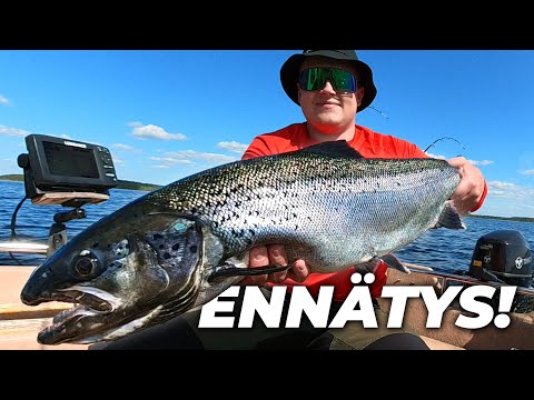 NYT ON ISO! JÄRVILOHI ENNÄTYKSET UUSIKSI! 78CM / 5,15KG | SAIMAA | Finnish Fisherman