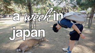 a week in osaka, kyoto, and nara (chill vlog)