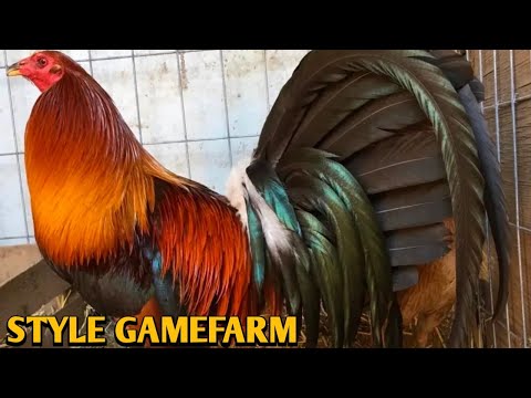 Mclean Hatch Sweater Kelso | STYLE FARM