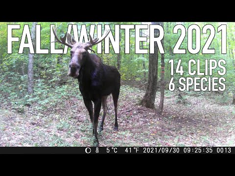 Best of FALL/WINTER 2021 - Compilation of Trail cam footage from Ryerson, ON - see description