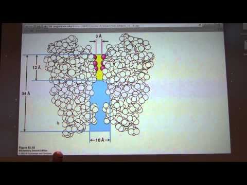 31.  Kevin Ahern's Biochemistry - Membrane Transport and Mitochondria