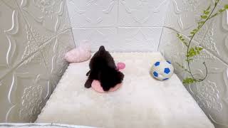 ハーフ犬の動画01