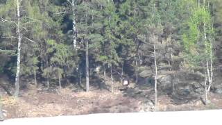 Longrange shooting with Sig Sauer SSG 3000 at 600 meters