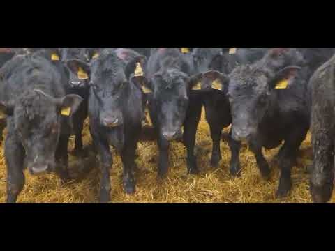 40 Aberdeen Angus Weanling bullocks for sale - Image 2