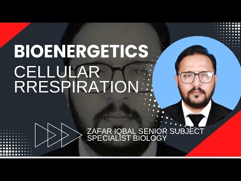 Cellular respiration overview