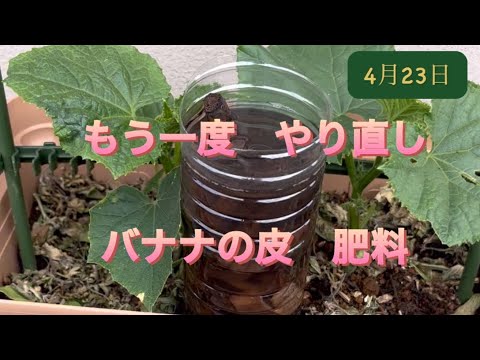 天然肥料としてバナナの皮を好む植物はどれですか?  庭園