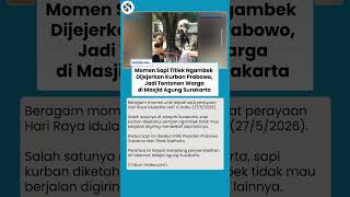 Sapi Milik Titiek Soeharto Mogok Jalan saat Hendak Disatukan dengan Sapi Prabowo di Solo