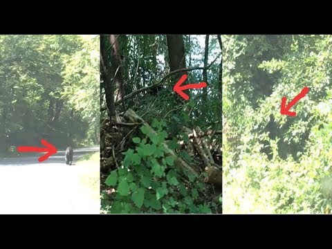 Captured On Video!  Mysterious Creature Caught In Multiple Forms In Broad Daylight! Video