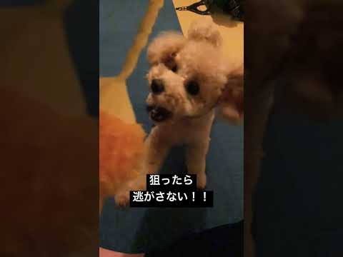 反狩猟訓練 – 犬の狩猟本能を制御する