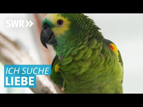Flirten will gelernt sein: Papageien auf Partnersuche