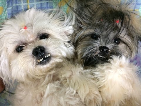 LIVE - DOTA 2 FIGHTING PEPEGAS VS J.STORM | Oct 1, 2019 ESL ONE HAMBURG 2019