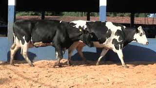 Vídeo 19 - 1ª ETAPA MEGA LIQUIDAÇÃO TOTAL AGROPECUÁRIA MARAJOARA - DIA 4 | GADO GIROLANDO E HOLANDÊS