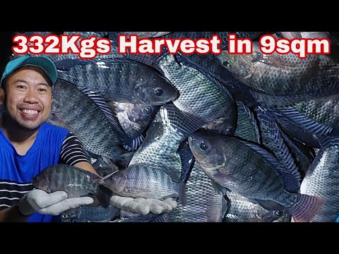 Magkano ang Kinita ko sa 332Kgs Tilapia Harvest in 9sqm Biofloc Pond?