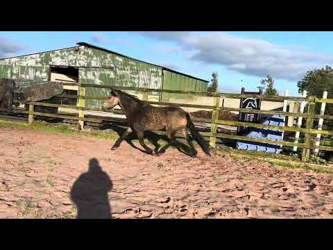 Lot 217 Clifden Sales Connie X - Image 2