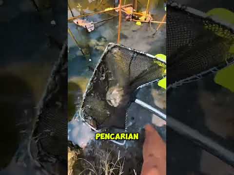 Niat Cari Teratai, Malah Ketemu Bulus Albino Kuning & Ikan Corak Sapi! #shorts