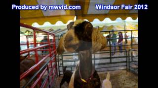 preview picture of video 'PT1. Saturday, Sept. 1st Windsor Fair 2012'