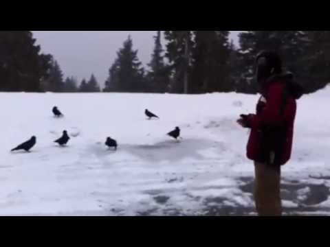Feeding Ravens