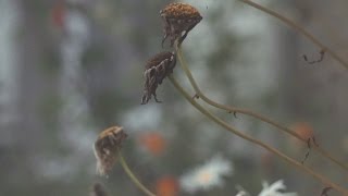 Keep Shelly In Athens - Now I'm Ready (Official Video)