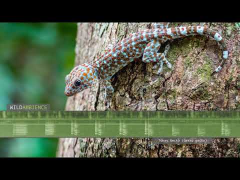 Tokay Gecko Sounds & Call. The sound of a gecko making loud 'to-kay' calls.